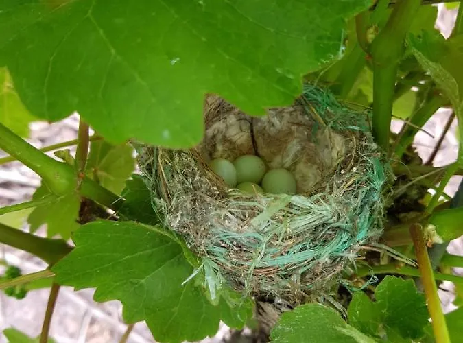Am Bruttiger Moselsteig Apartamento Bruttig-Fankel